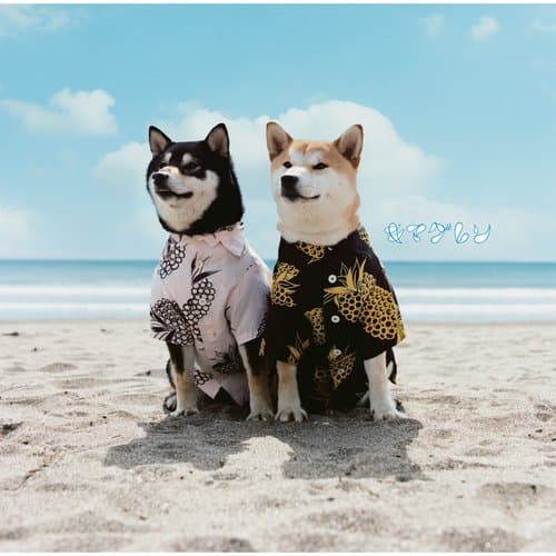 Ai Need -acoustic Live Ver.-