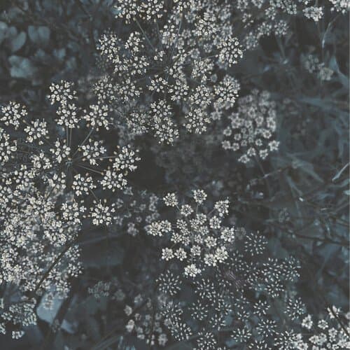 Distant Tierra (Doctrina Natura Interpretation)