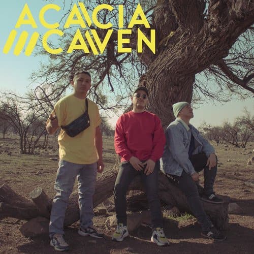 Acacia Caven