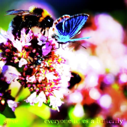 Everyone Loves a Butterfly