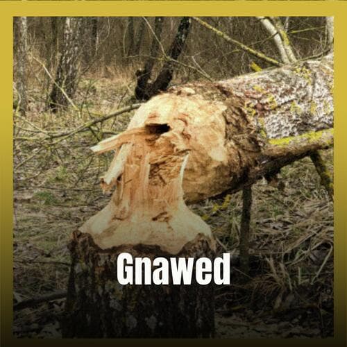 Gnawed