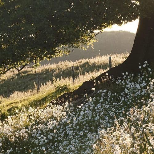 sailor song (8D instrumental)