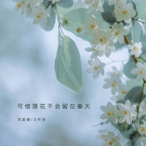 可惜落花不会留在春天 (伴奏)