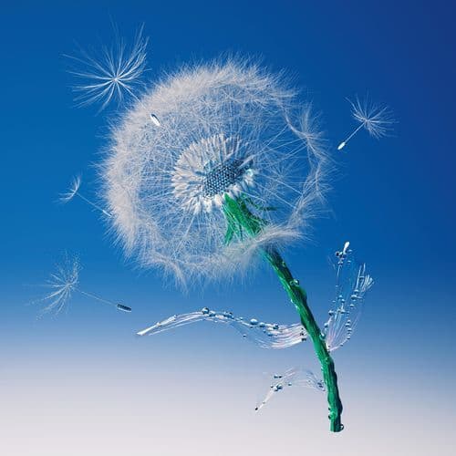 蒲公英