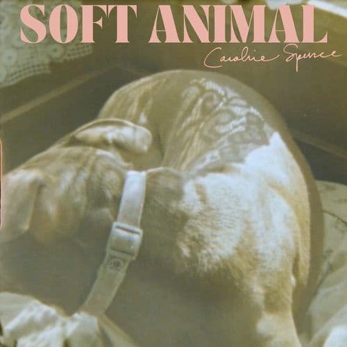 Soft Animal