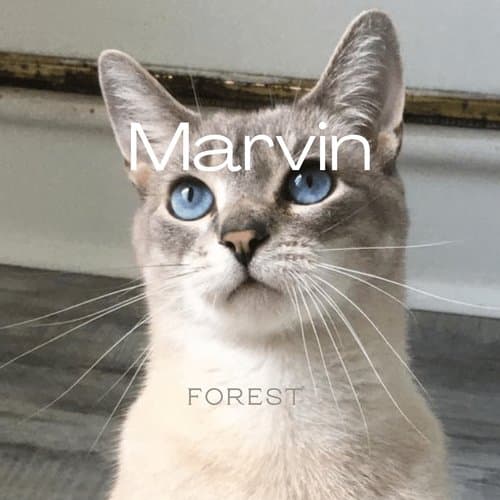 Marvin