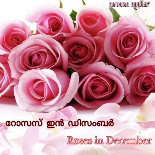 Roses In December