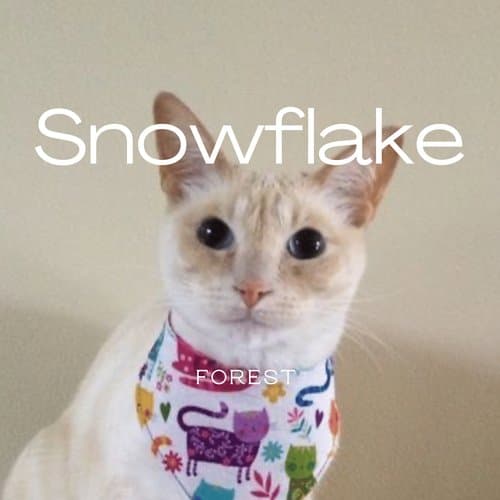 Snowflake