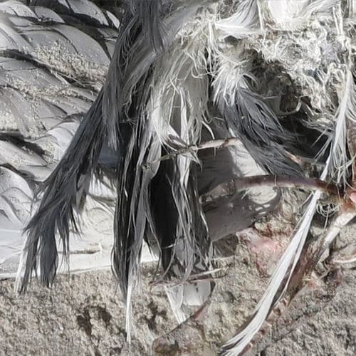 N (124) / (B O L T) / Volker Kamp