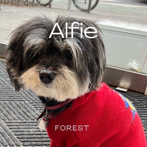 Alfie