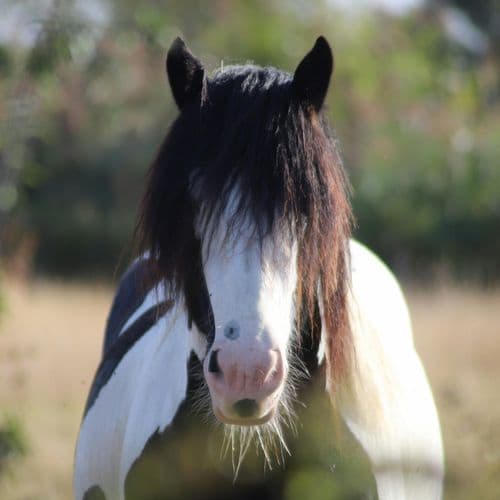 ツィゴイネルワイゼン - 高音質ハーモニカ&ピアノ