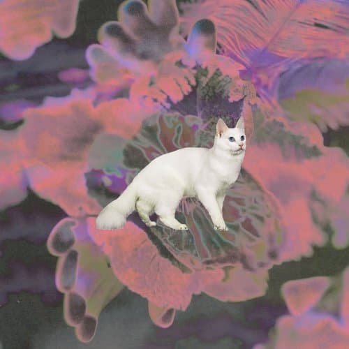 Phantoms in the Forest