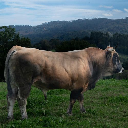 南部牛追い唄 - 高音質ハーモニカ&ピアノ