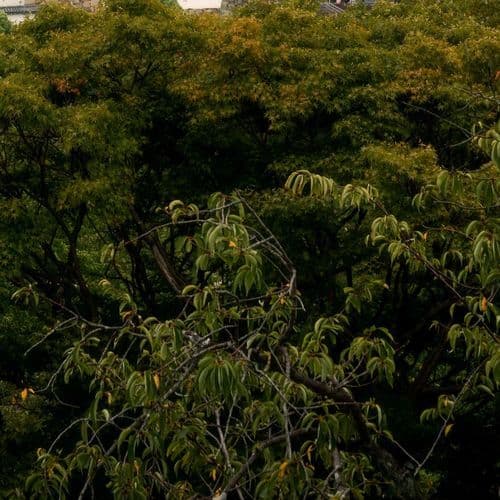 中国地方の子守唄 - 高音質ハーモニカ&ピアノ