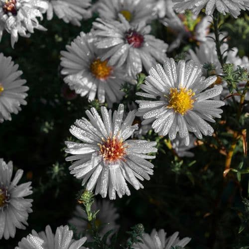 からたちの花 - 高音質ハーモニカ