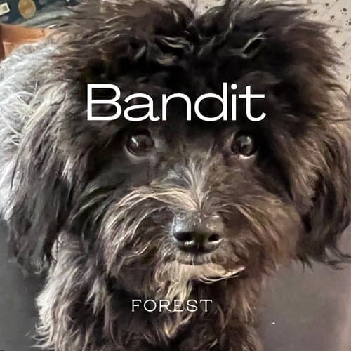Bandit